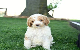 Standard Poodle dogs for sale: Carla - Image 3