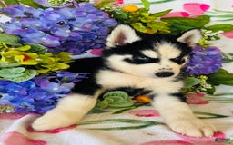 Siberian Husky dogs for sale: Rip - Image 10