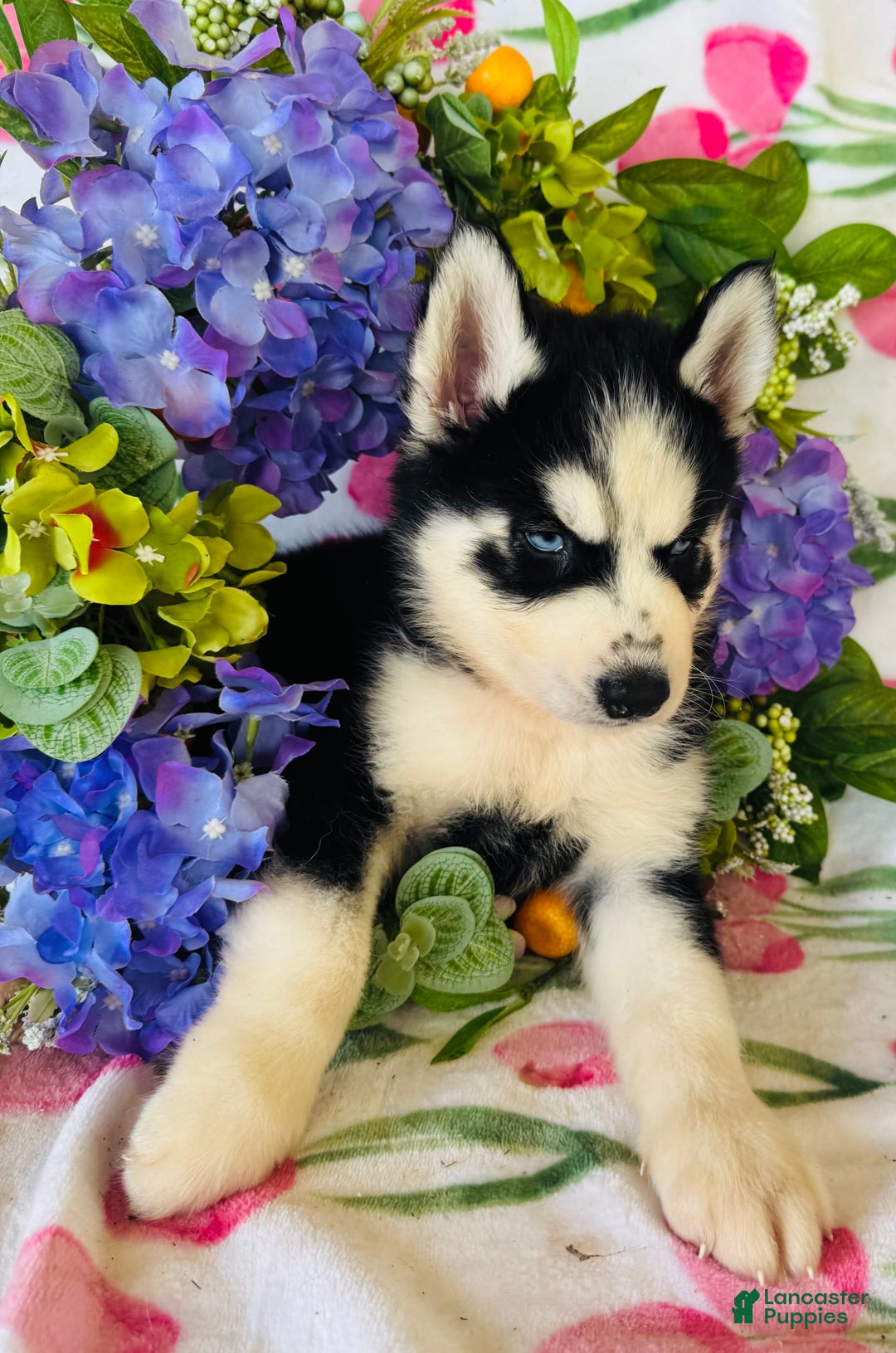 Siberian Husky dogs for sale: Rip - Image 10