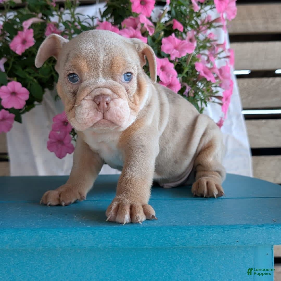 English Bulldog dogs for sale: Hunter - Image 1