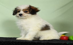 Bichon Frise dogs for sale: Moana - Image 2