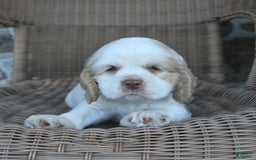 Cocker Spaniel dogs for sale: Rickey - Image 1