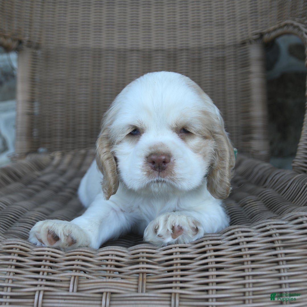 Cocker Spaniel dogs for sale: Rickey - Image 1