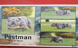 English Bulldog dogs for sale: Galaxy - Image 6