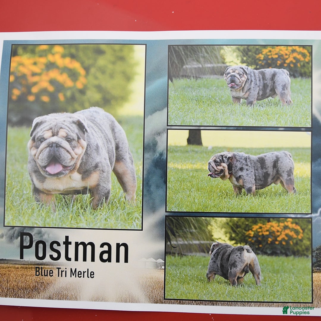 English Bulldog dogs for sale: Galaxy - Image 6
