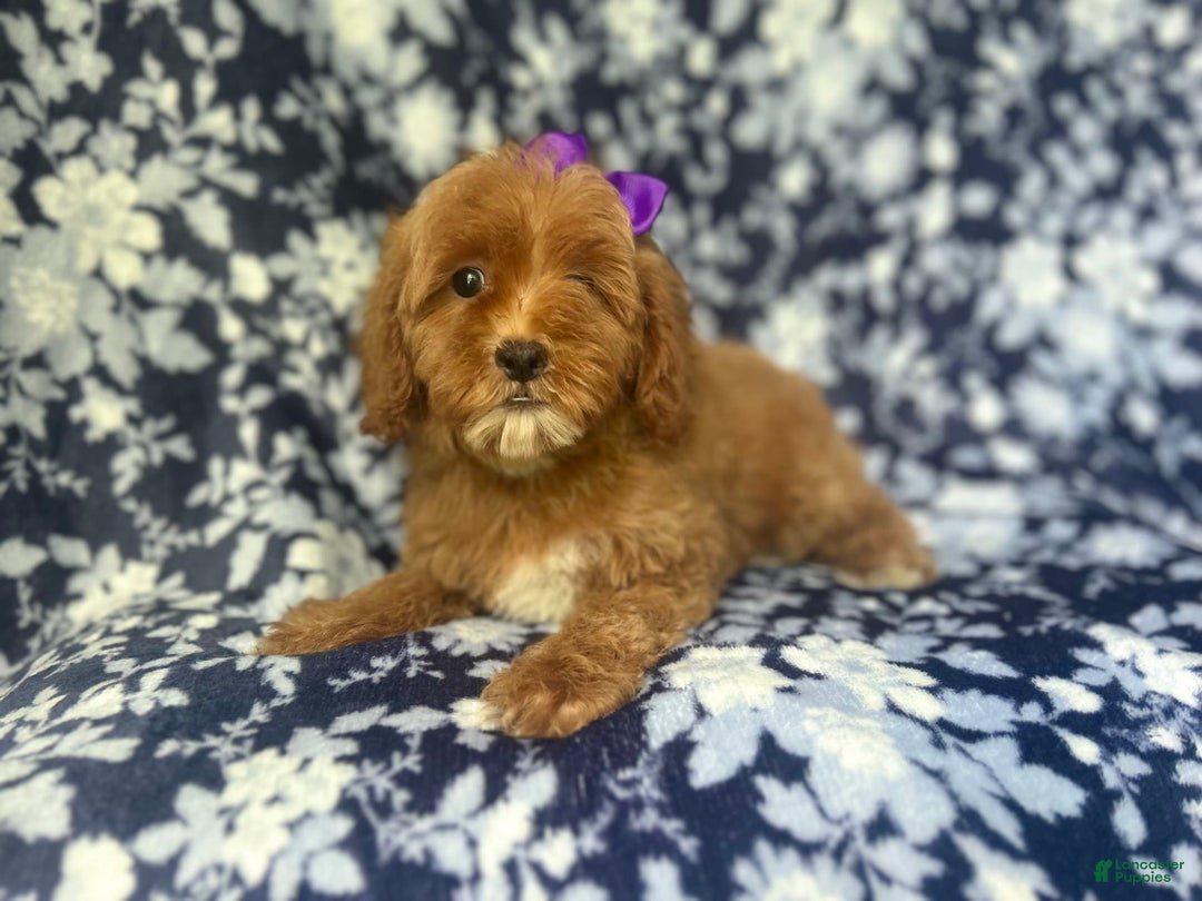 Cockapoo dogs for sale: Sky - Image 4