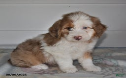 Mini Aussiedoodle dogs for sale: Oscar - Image 3