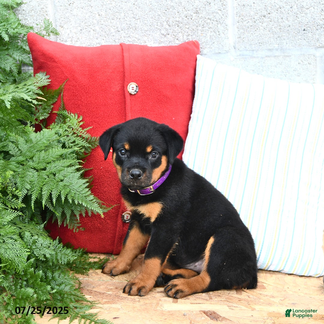 Rottweiler dogs for sale: Rosie - Image 3
