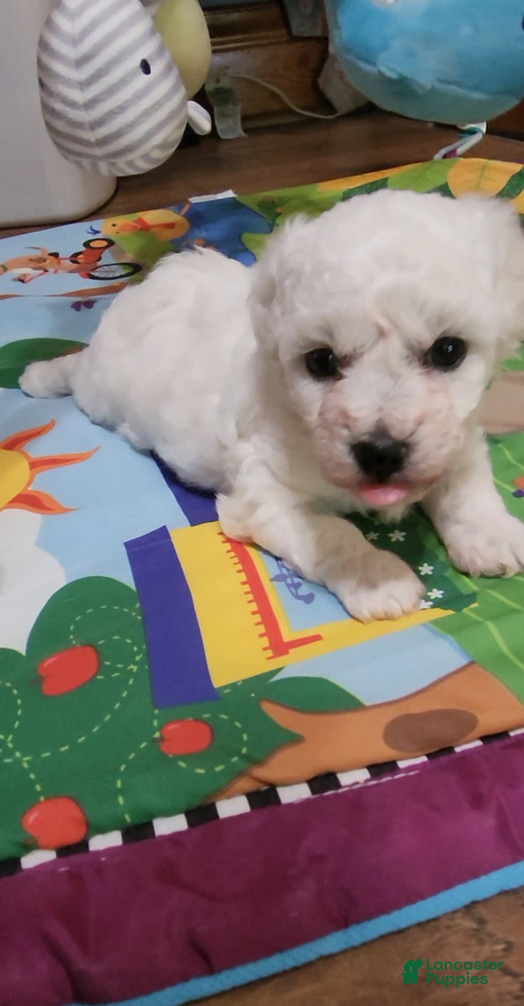 Bichon Frise dogs for sale: Mary Francis - Listing for pets: Mary Francis - Image 8