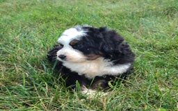 Mini Bernedoodle dogs for sale: Scout - Image 2