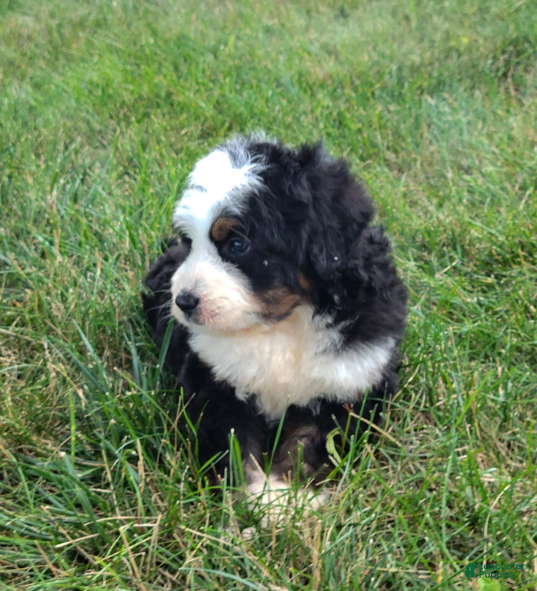 Mini Bernedoodle dogs for sale: Scout - Image 2