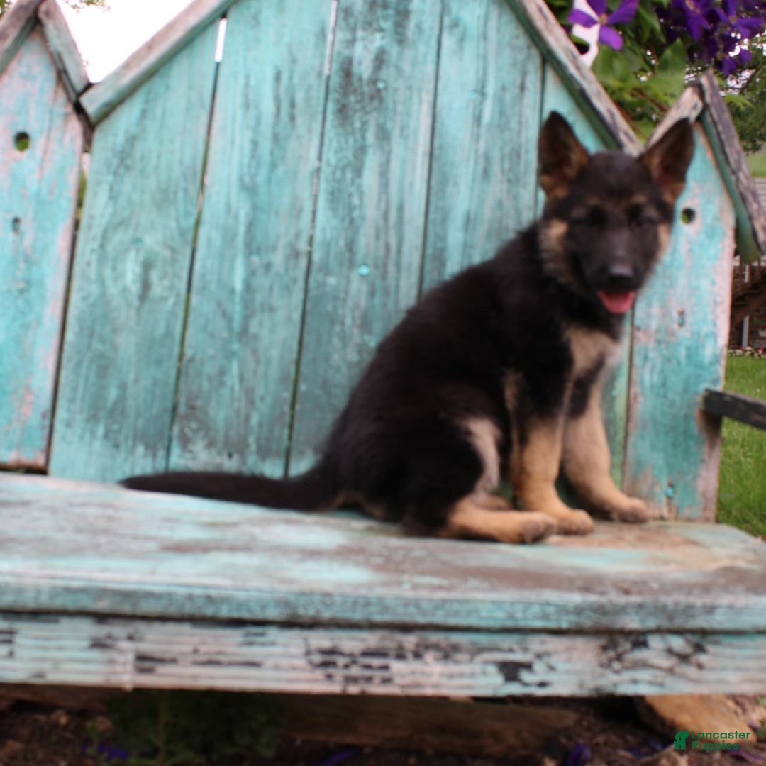 German Shepherd dogs for sale: Bella - Image 3