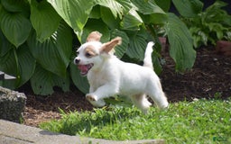 Cavapoo dogs for sale: Mariah - Image 10