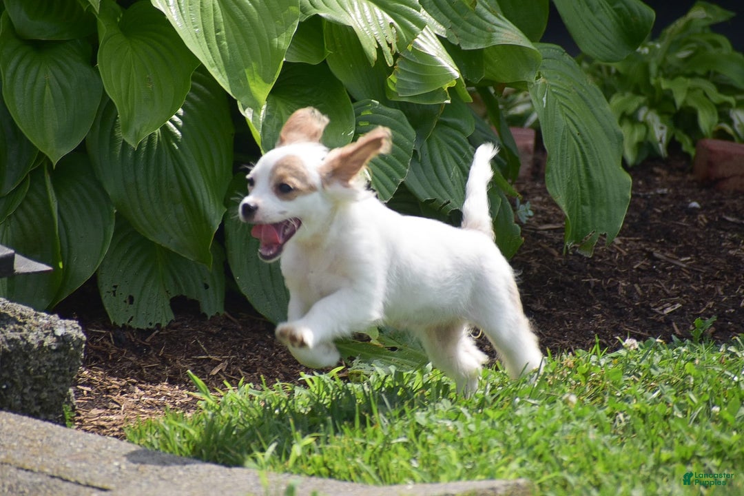 Cavapoo dogs for sale: Mariah - Image 10