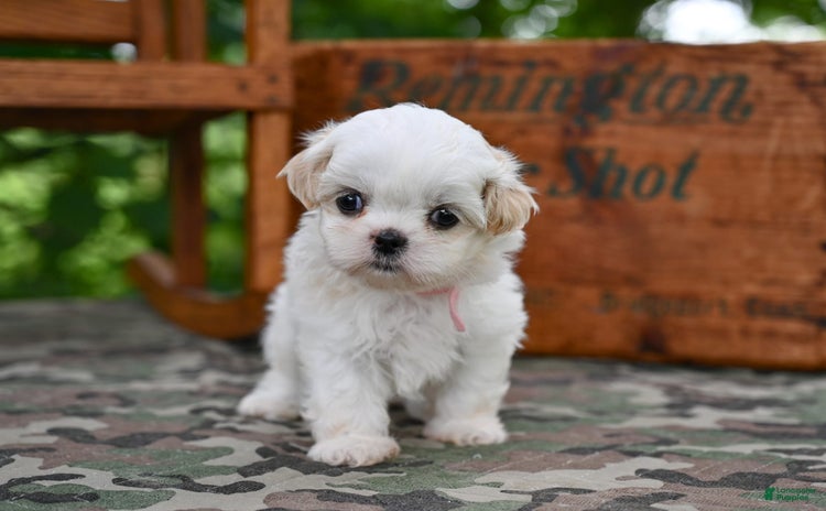 Shih Tzu dogs for sale - Ad 4