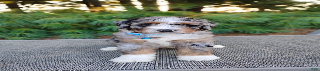 Tucker