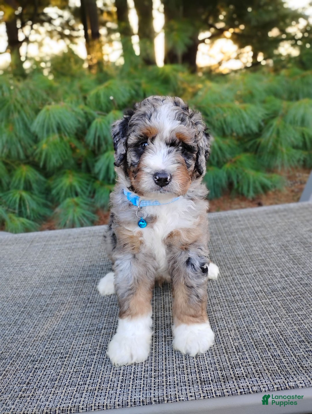 Bernedoodle dogs for sale: Tucker - Image 1