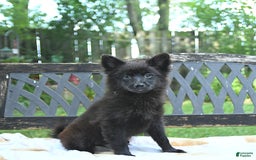 Pomeranian dogs for sale: Pepper - Image 1