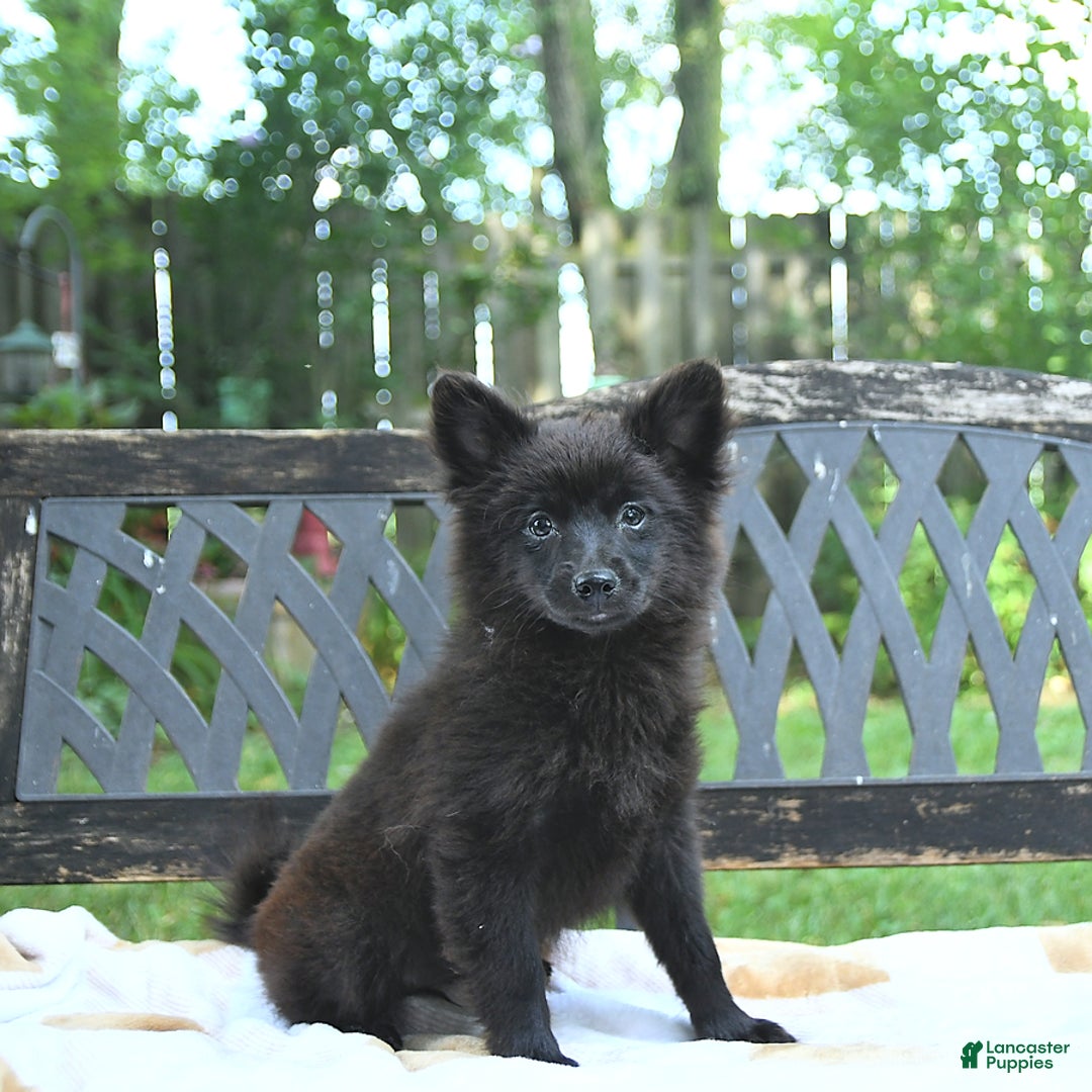 Pomeranian dogs for sale: Pepper - Image 1