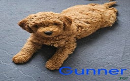 Mini Goldendoodle dogs for sale: Gunner - Image 4