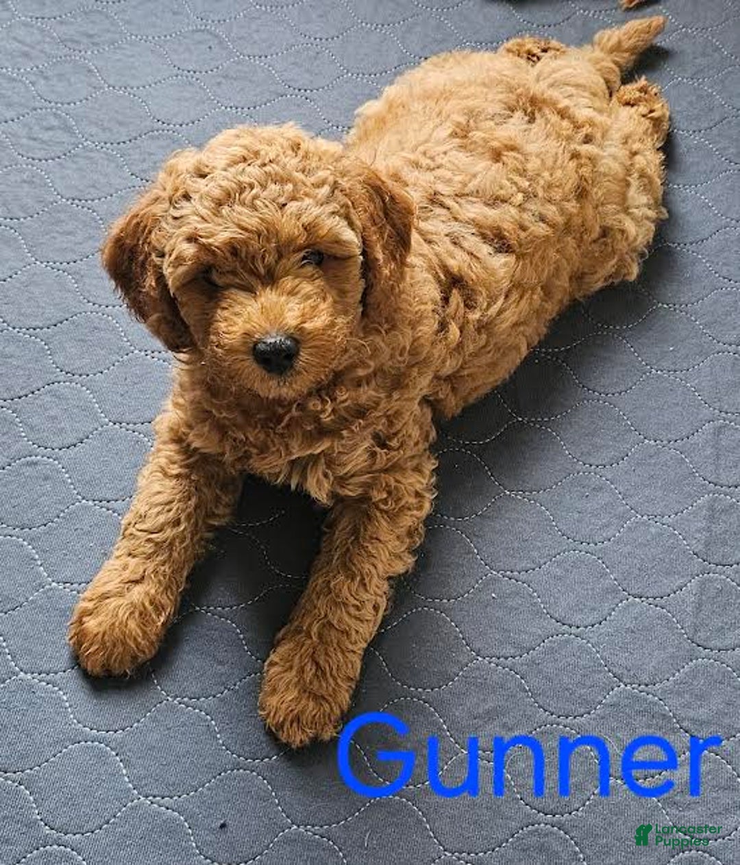 Mini Goldendoodle dogs for sale: Gunner - Image 4