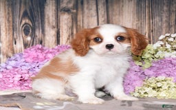 Cavalier King Charles Spaniel dogs for sale: Tarrace - Image 5
