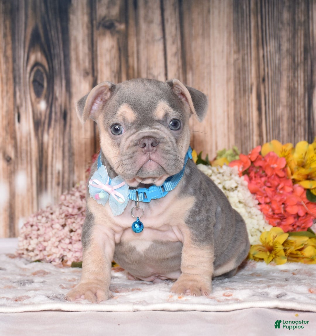 French Bulldog dogs for sale: Milton - Image 4