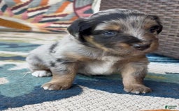 Miniature Australian Shepherd dogs for sale: Riggs - Image 1