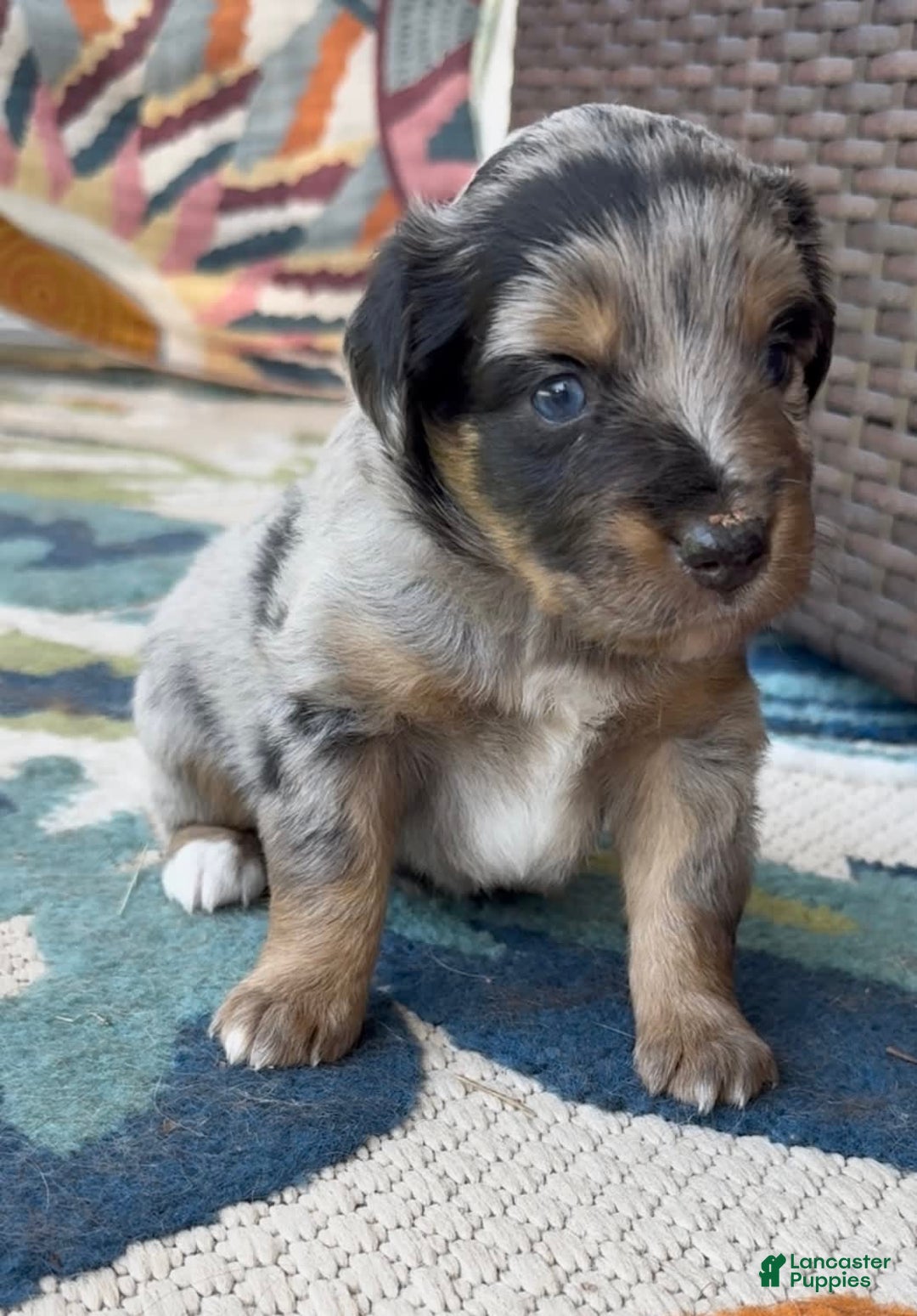 Miniature Australian Shepherd dogs for sale: Riggs - Image 1