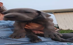 Great Dane dogs for sale: Sky - Image 21