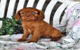 Cavalier King Charles Spaniel dogs for sale: Cavalier King Charles Spaniel 4 puppies - Image 4