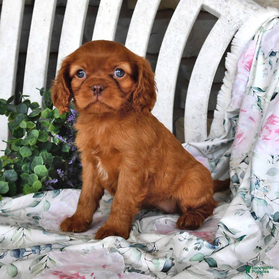 Cavalier King Charles Spaniel dogs for sale: Cavalier King Charles Spaniel 4 puppies - Image 4
