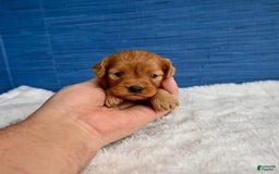 Cavapoo dogs for sale: Viviana - Image 7
