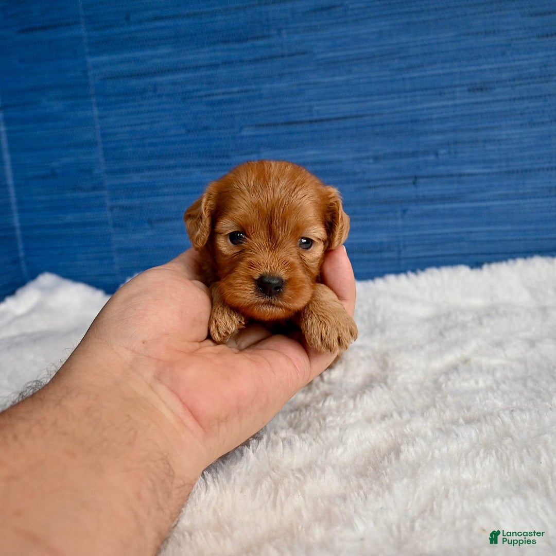 Cavapoo dogs for sale: Viviana - Image 7