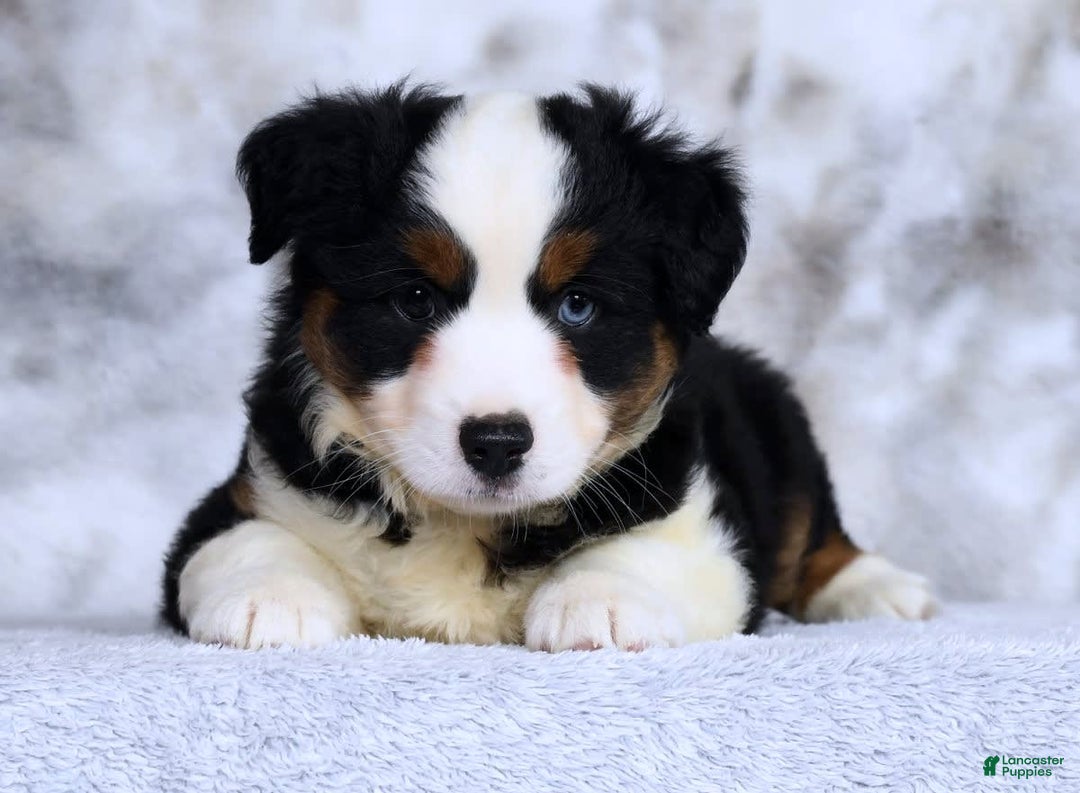 Miniature Australian Shepherd dogs for sale: Jace - Image 6