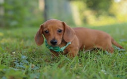 Miniature Dachshund dogs for sale: Jake - Image 3