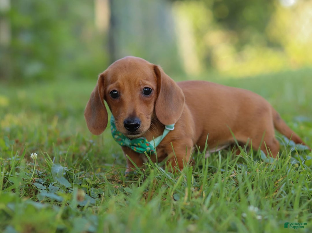 Miniature Dachshund dogs for sale: Jake - Image 3
