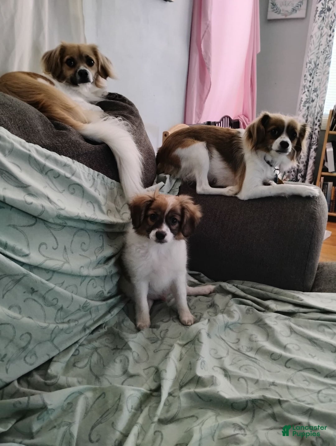 Papillon dogs for sale: Emilio - Image 2