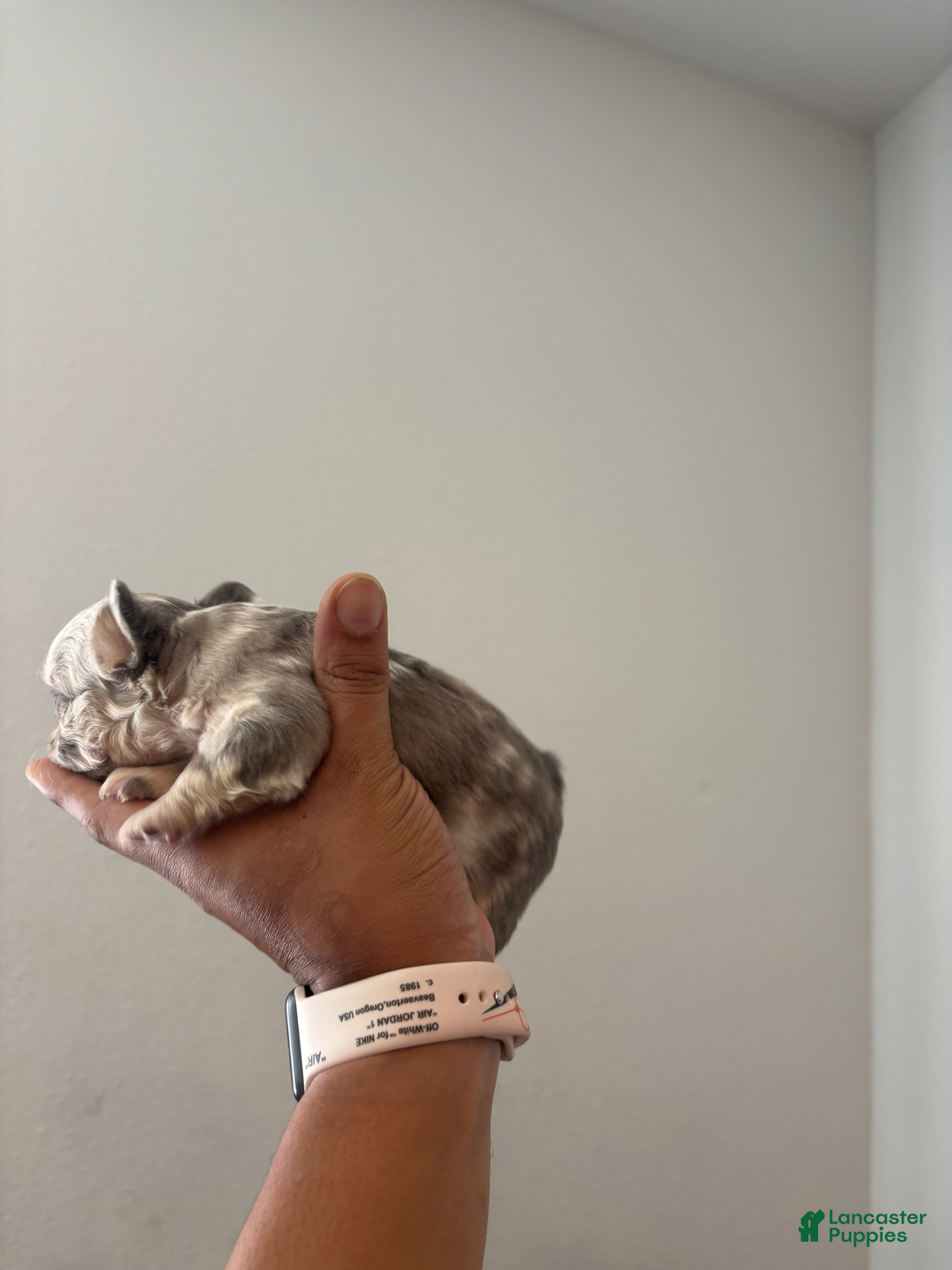 French Bulldog dogs for sale: Ella Mai - Image 5
