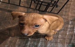 Miniature Pinscher dogs for sale: Scooby Jr - Image 3