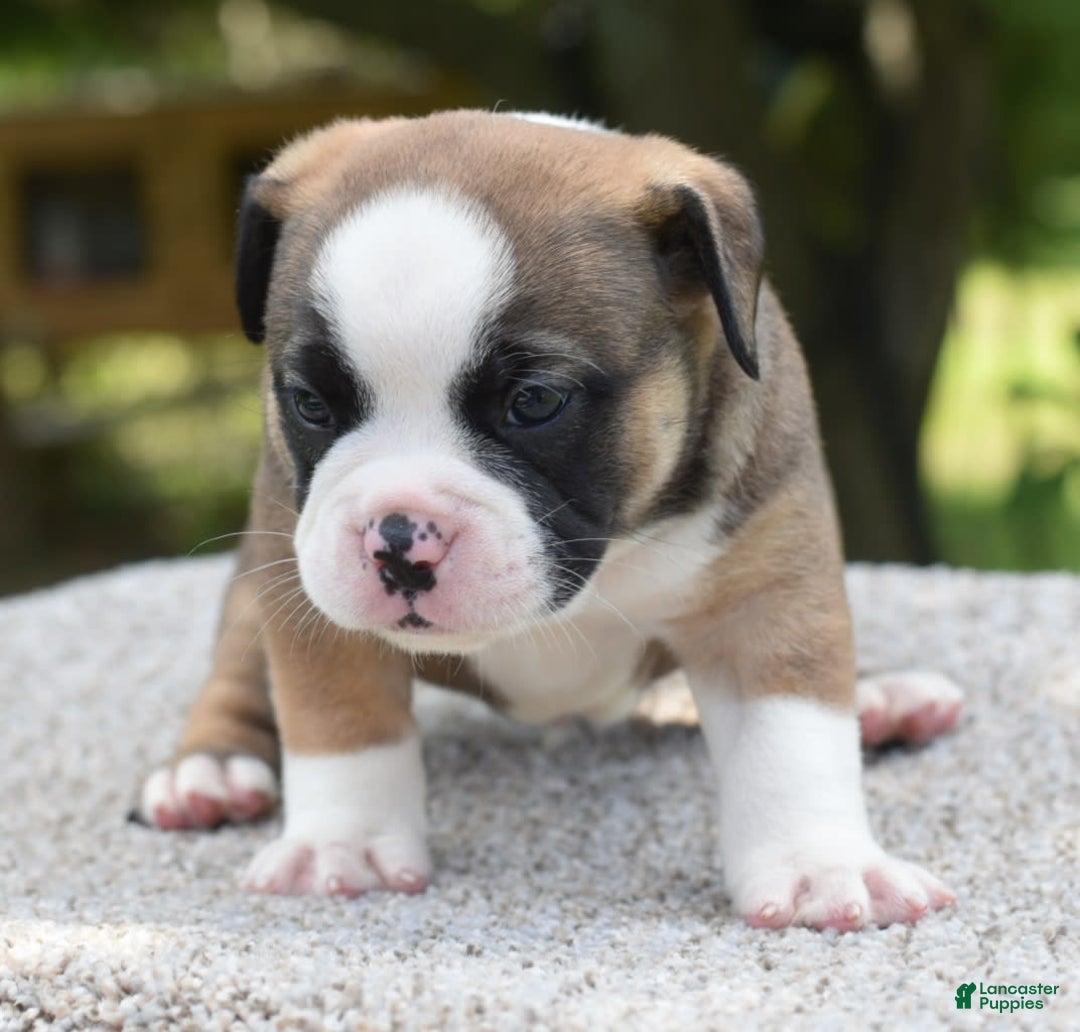 French Bulldog dogs for sale: Bentley mini bulldogge - Image 14