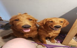 English Shepherd dogs for sale: Teddy - Image 4