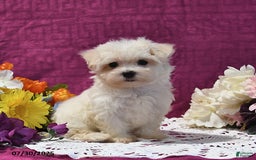 Maltese dogs for sale: Greg - Image 3