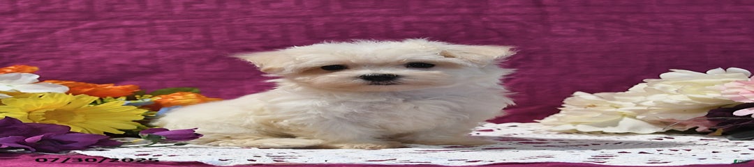 Greg