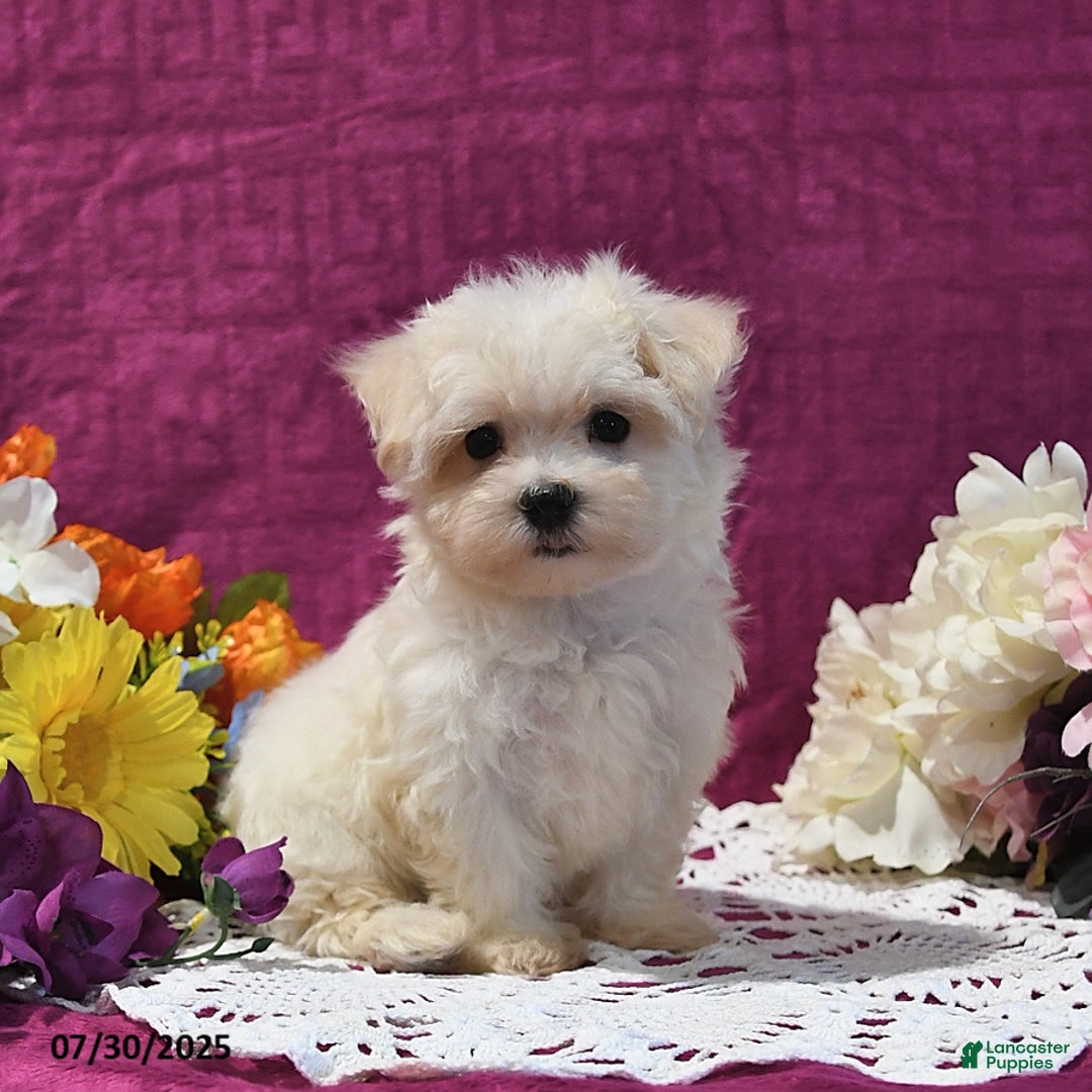 Maltese dogs for sale: Greg - Image 3
