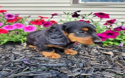 Miniature Dachshund dogs for sale: Ledger - Image 5