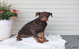 Doberman Pinscher dogs for sale: Ziva - Image 3