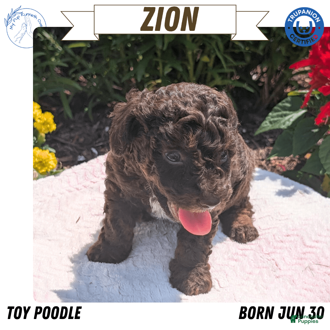 Toy Poodle dogs for sale: Zion - Image 10