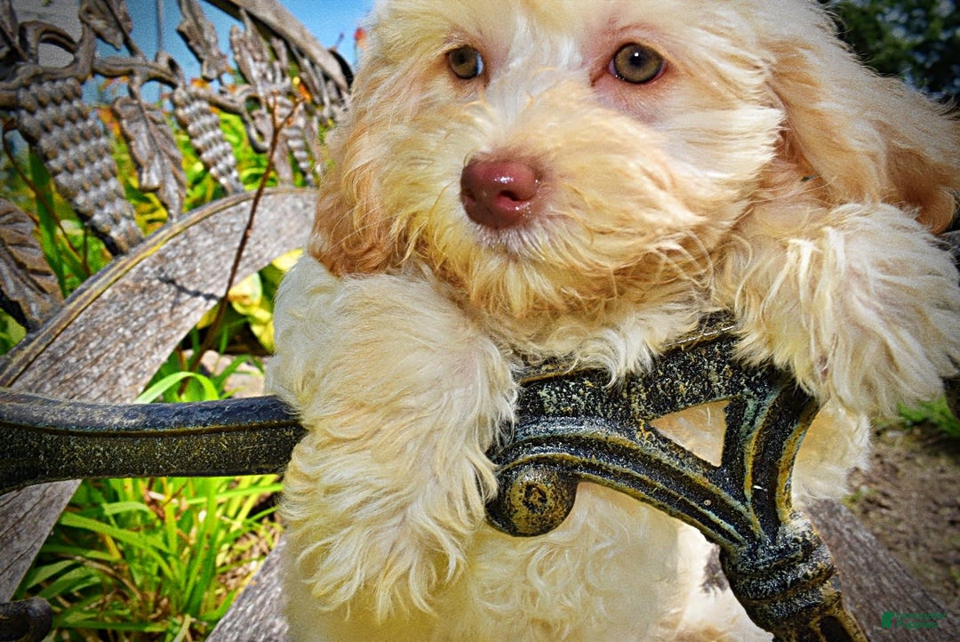 Havapoo dogs for sale: Charity - Image 16