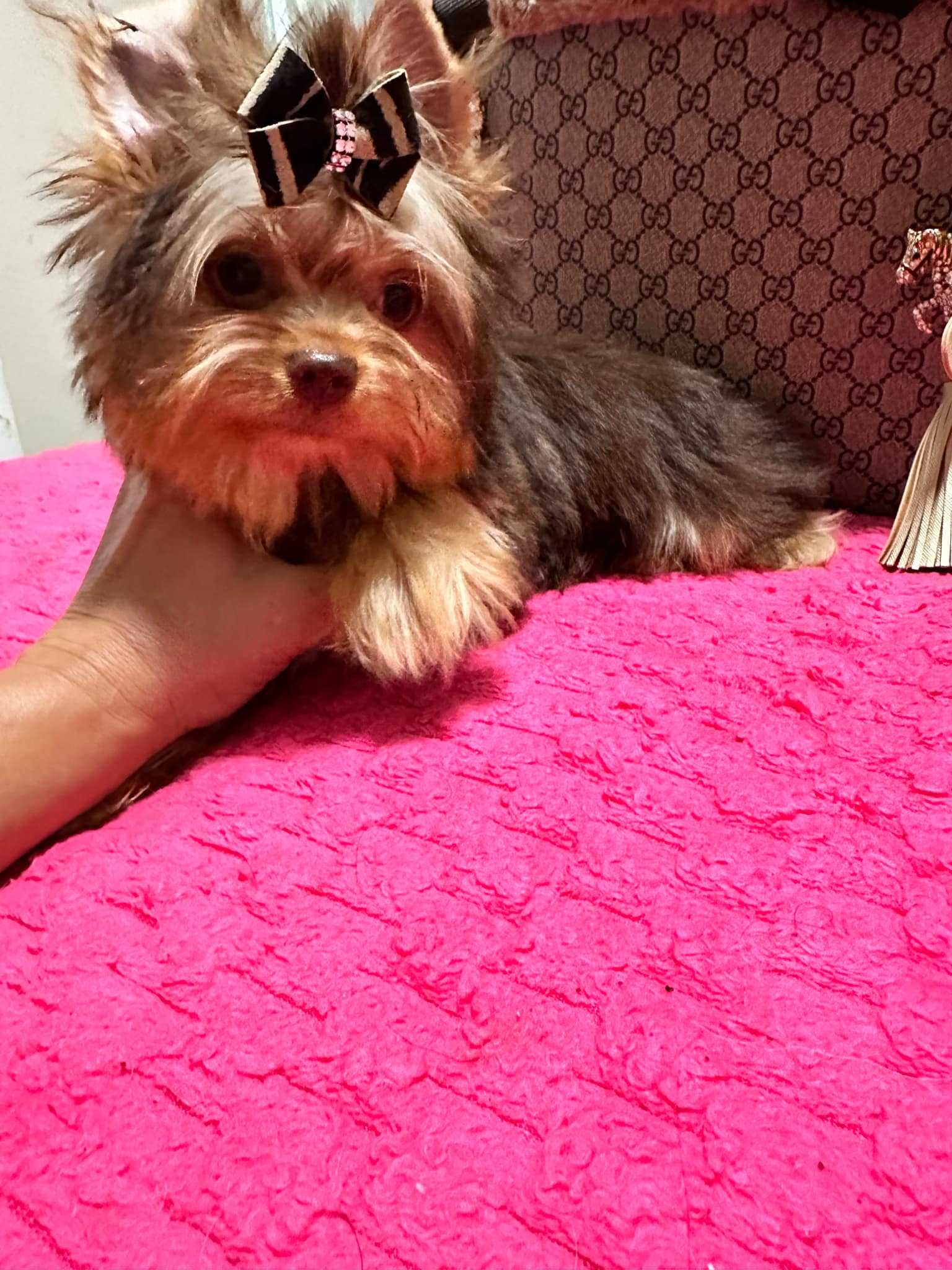 Yorkshire Terrier dogs for sale: Yorkshire Terrier 5 puppies - Image 25
